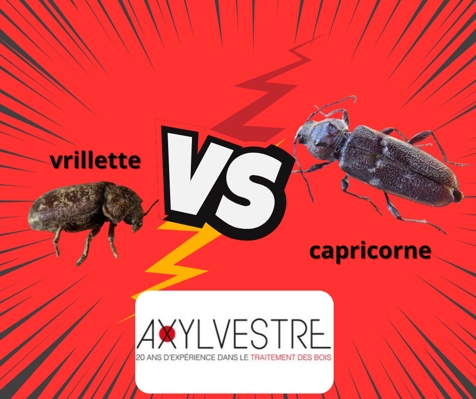 Vrillette, capricorne qui est qui Axylvestre