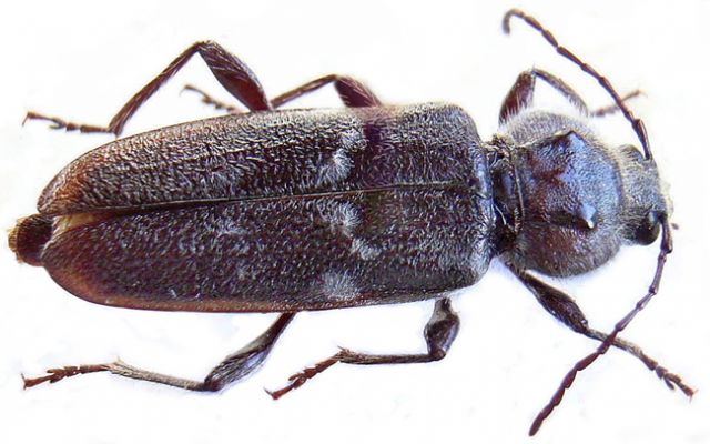 Capricorne des maisons - hylotrupes bajulus