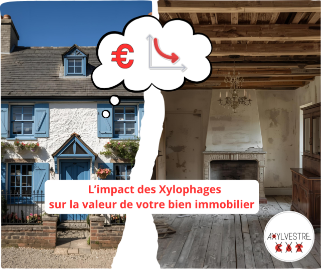 L’impact des Xylophages sur la valeur de votre bien immobilier AXYLVESTRE 