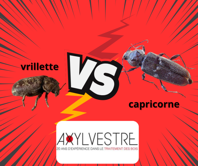 Vrillette, capricorne qui est qui Axylvestre