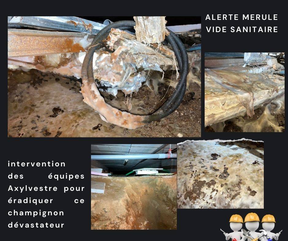 développement de mérule dans un vide sanitaire — free download